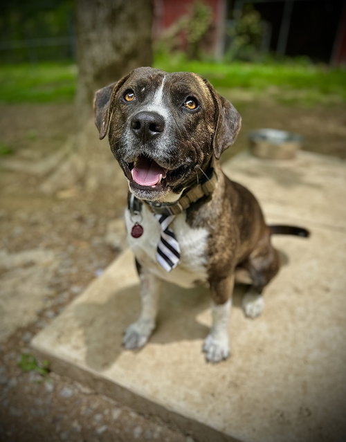 Bosco photo 2