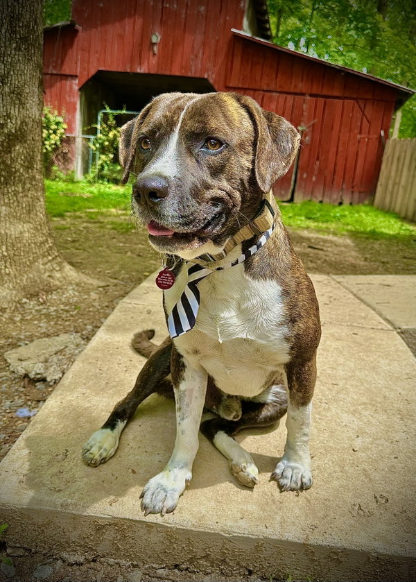 Bosco