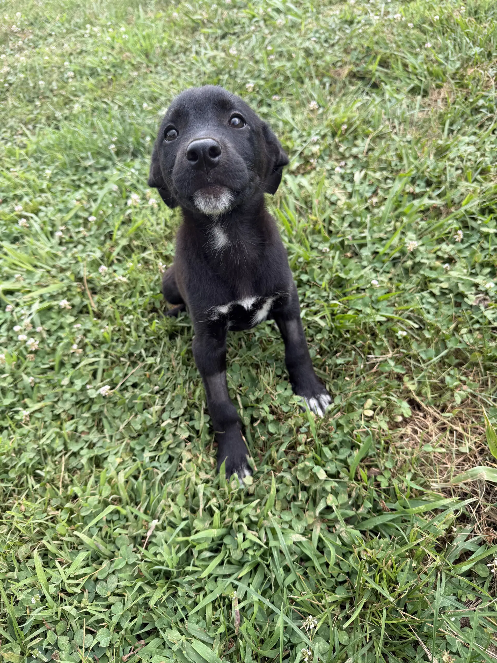 Violet - Terrier