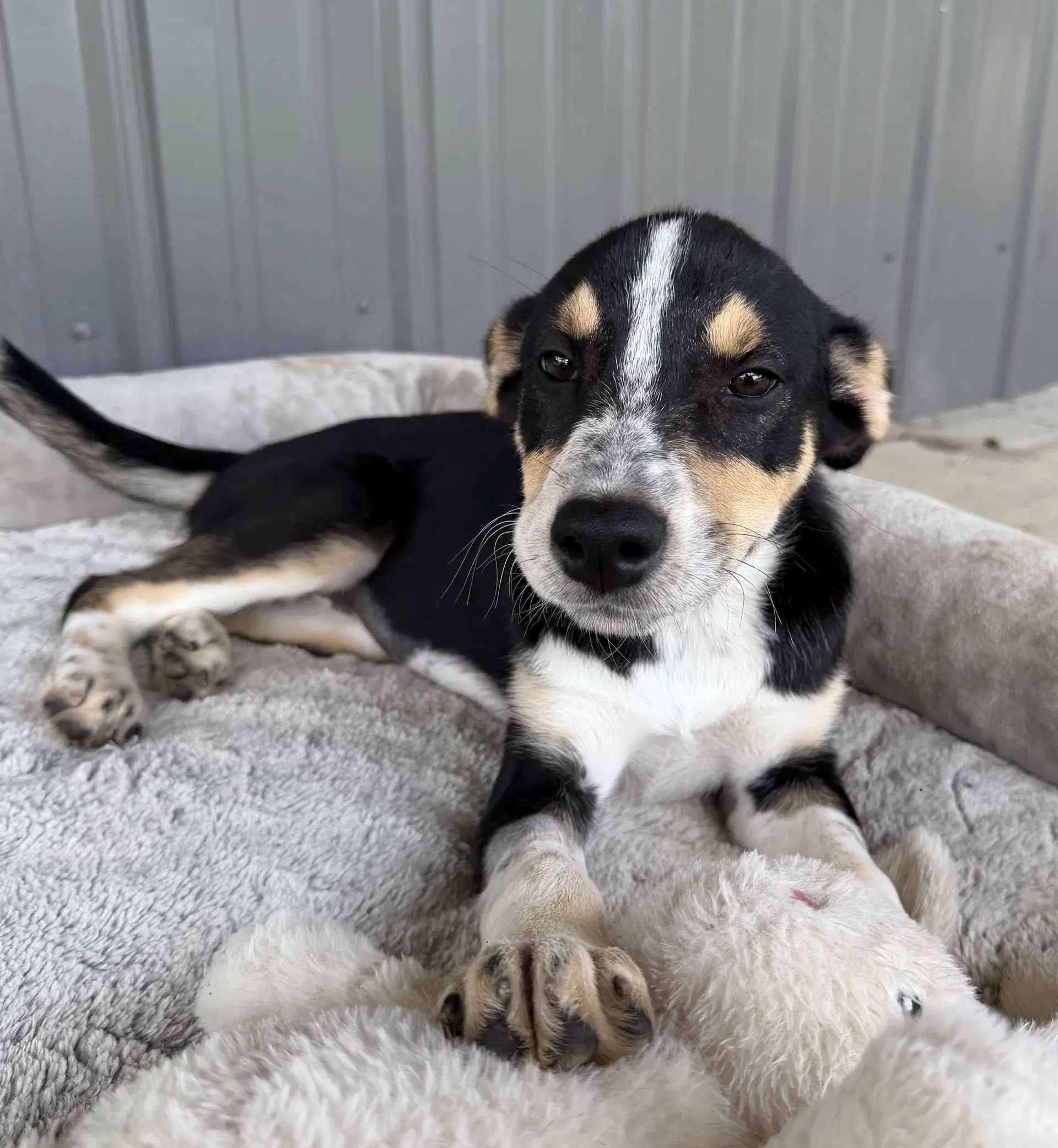 Vera - Australian Cattle Dog/Blue Heeler