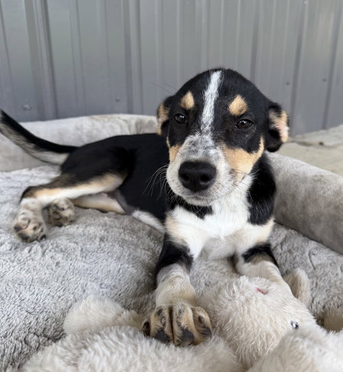 Vera, an adoptable Australian Cattle Dog in Nashville, TN