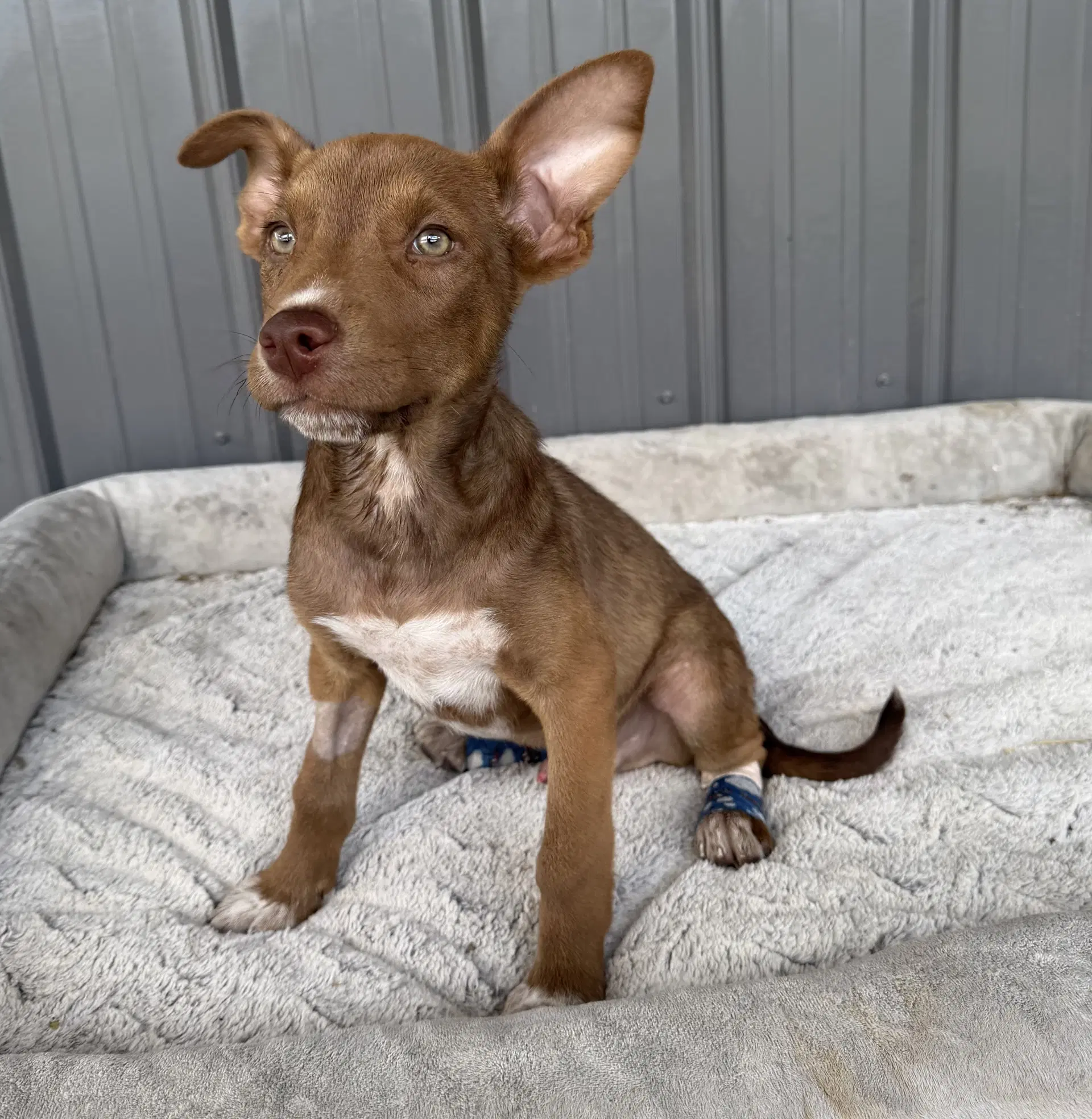 Volt - Australian Cattle Dog/Blue Heeler