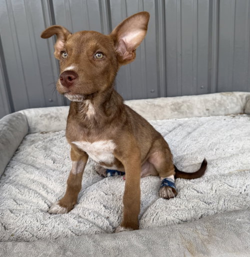 Volt, an adoptable Australian Cattle Dog in Nashville, TN