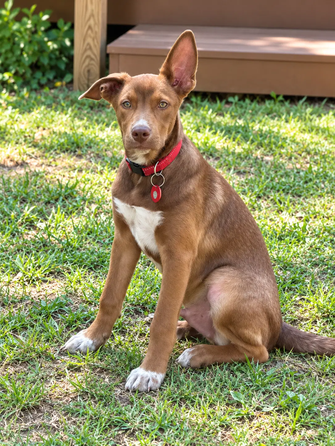 Volt - Australian Cattle Dog/Blue Heeler