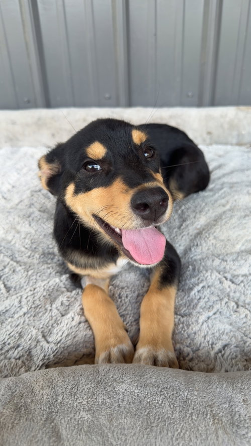 Verdy (F), an adoptable Australian Cattle Dog in Nashville, TN