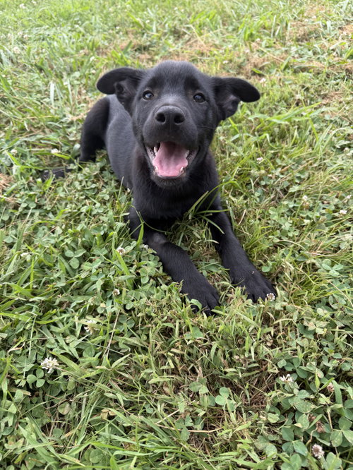 Vance, an adoptable Cattle Dog in Nashville, TN