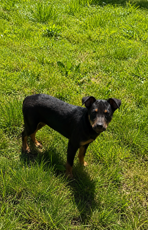 Pepsi (M), an adoptable Rottweiler in Nashville, TN
