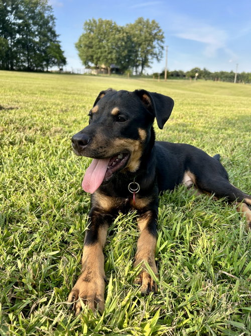 Pepsi (M)