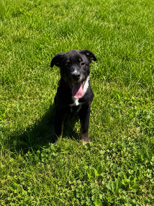 Mr.Pibb, an adoptable Rottweiler in Nashville, TN