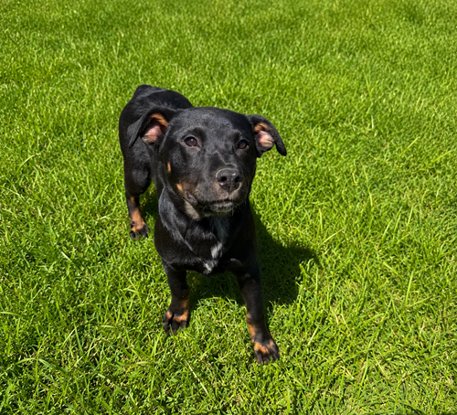 Fanta (F), an adoptable Rottweiler in Nashville, TN