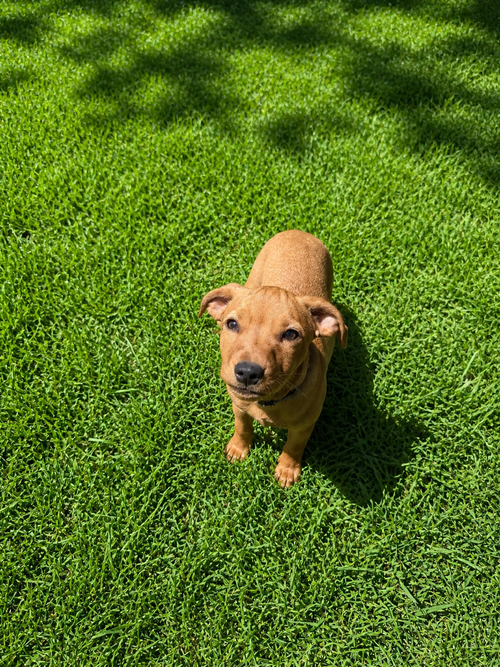 Pearl (F), an adoptable Dachshund in Nashville, TN