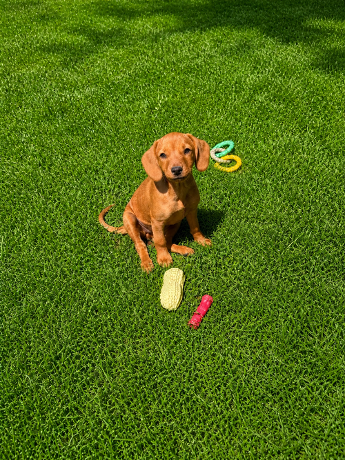 Skye (F), an adoptable Dachshund in Nashville, TN