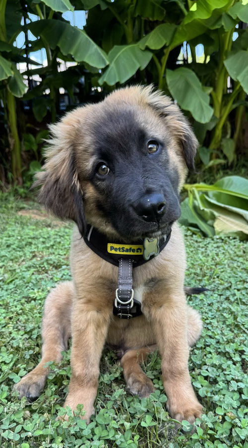 Tootsie Roll, an adoptable Hound in Nashville, TN