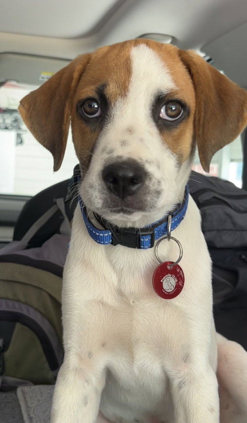 Gumdrop (m), an adoptable Hound in Nashville, TN