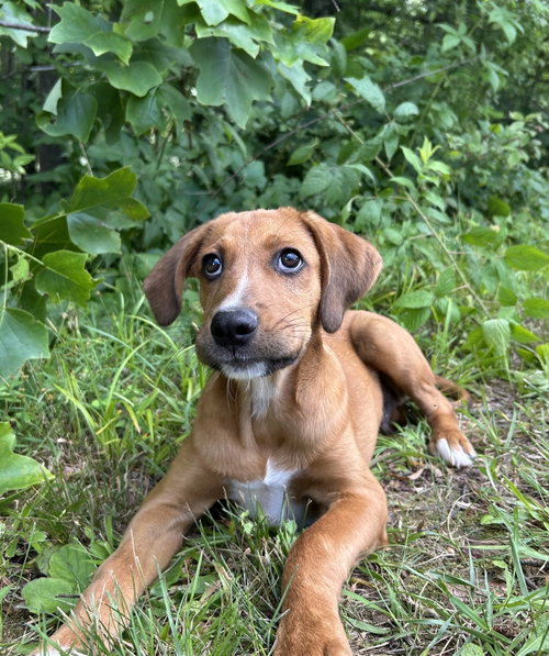 Reeses (m), an adoptable Hound in Nashville, TN