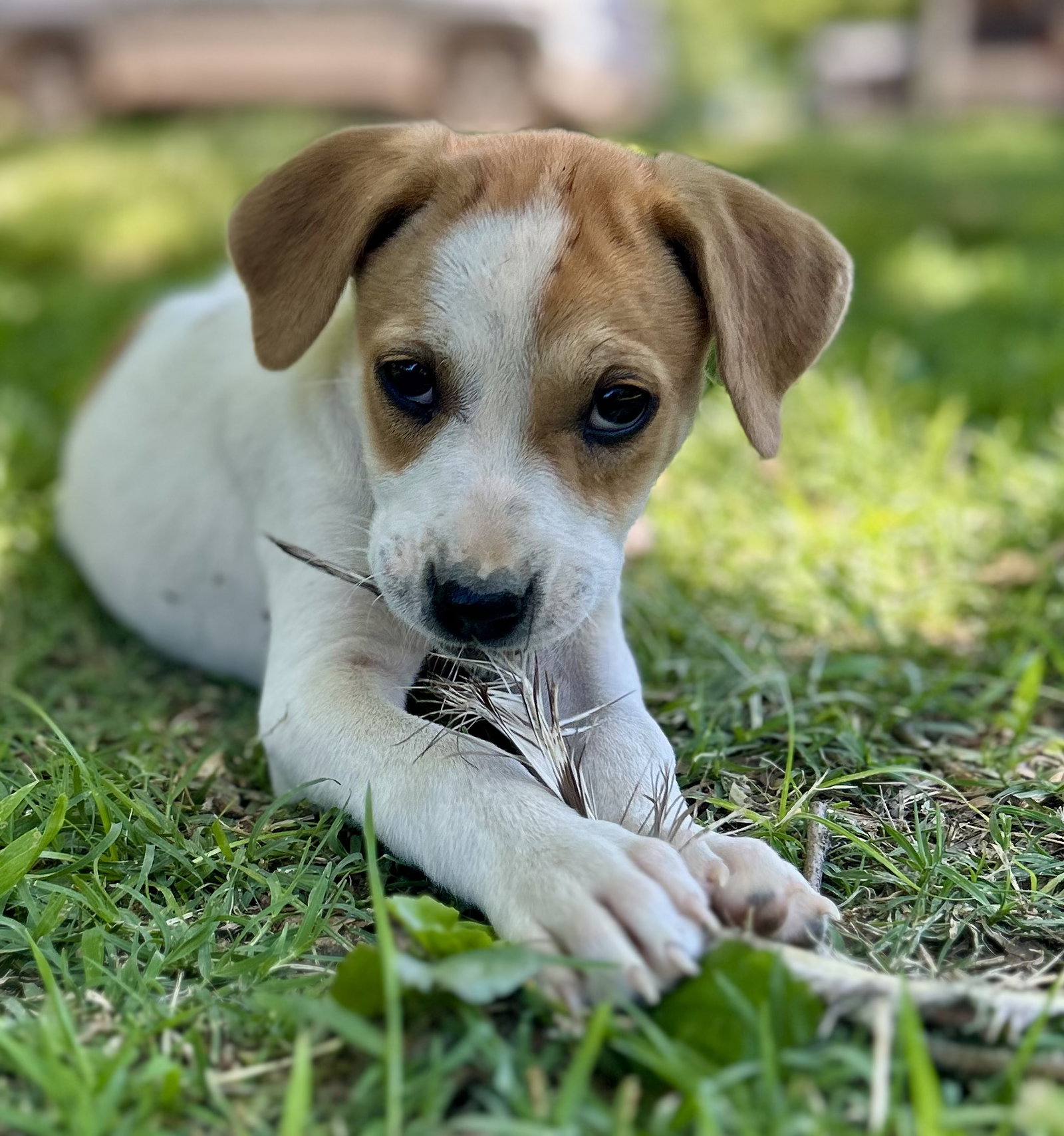 Kit Kat(f) Image