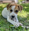 Kit Kat(f) - Photo 1