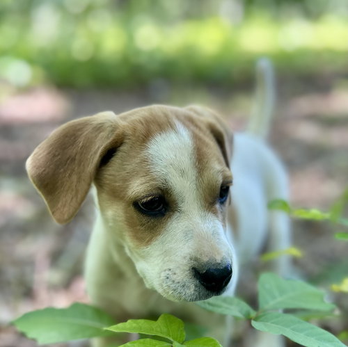 KIT KAT(F) - Hound available for adoption