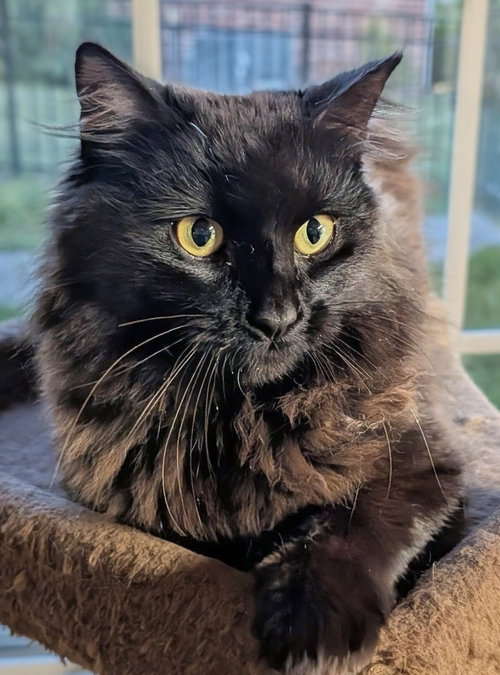 Loki, an adoptable Domestic Medium Hair in Nashville, TN