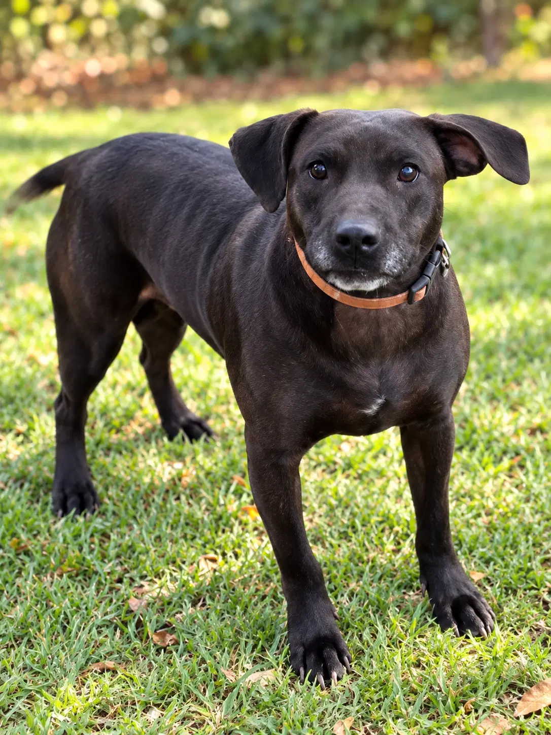 Molly - Labrador Retriever
