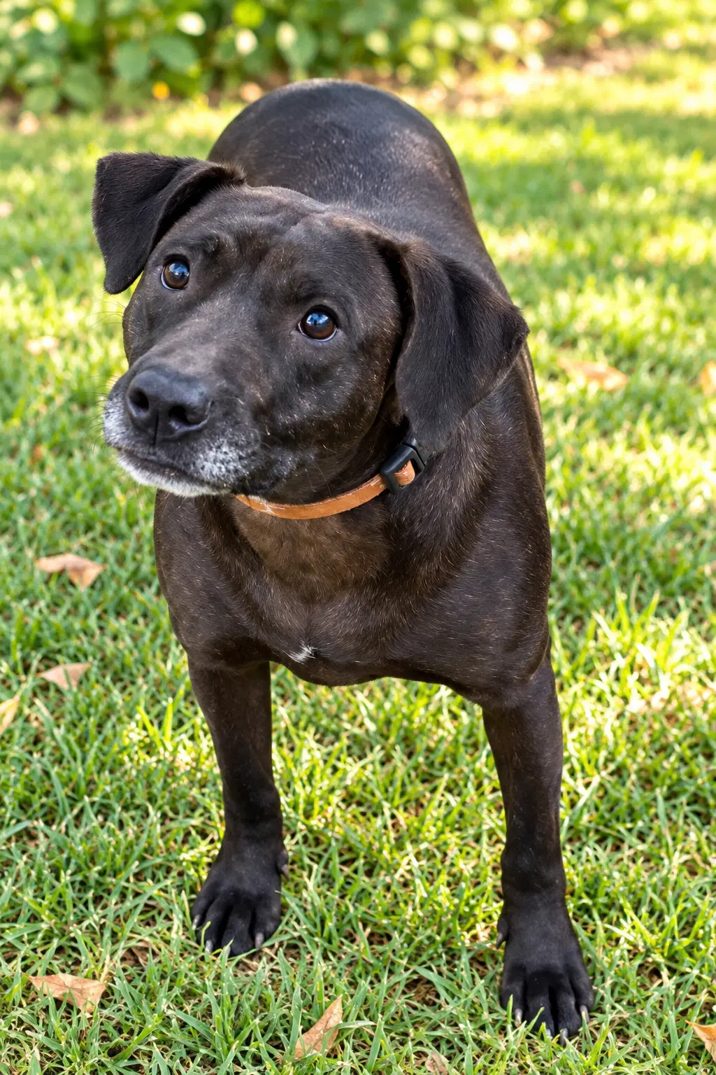 Molly image 2