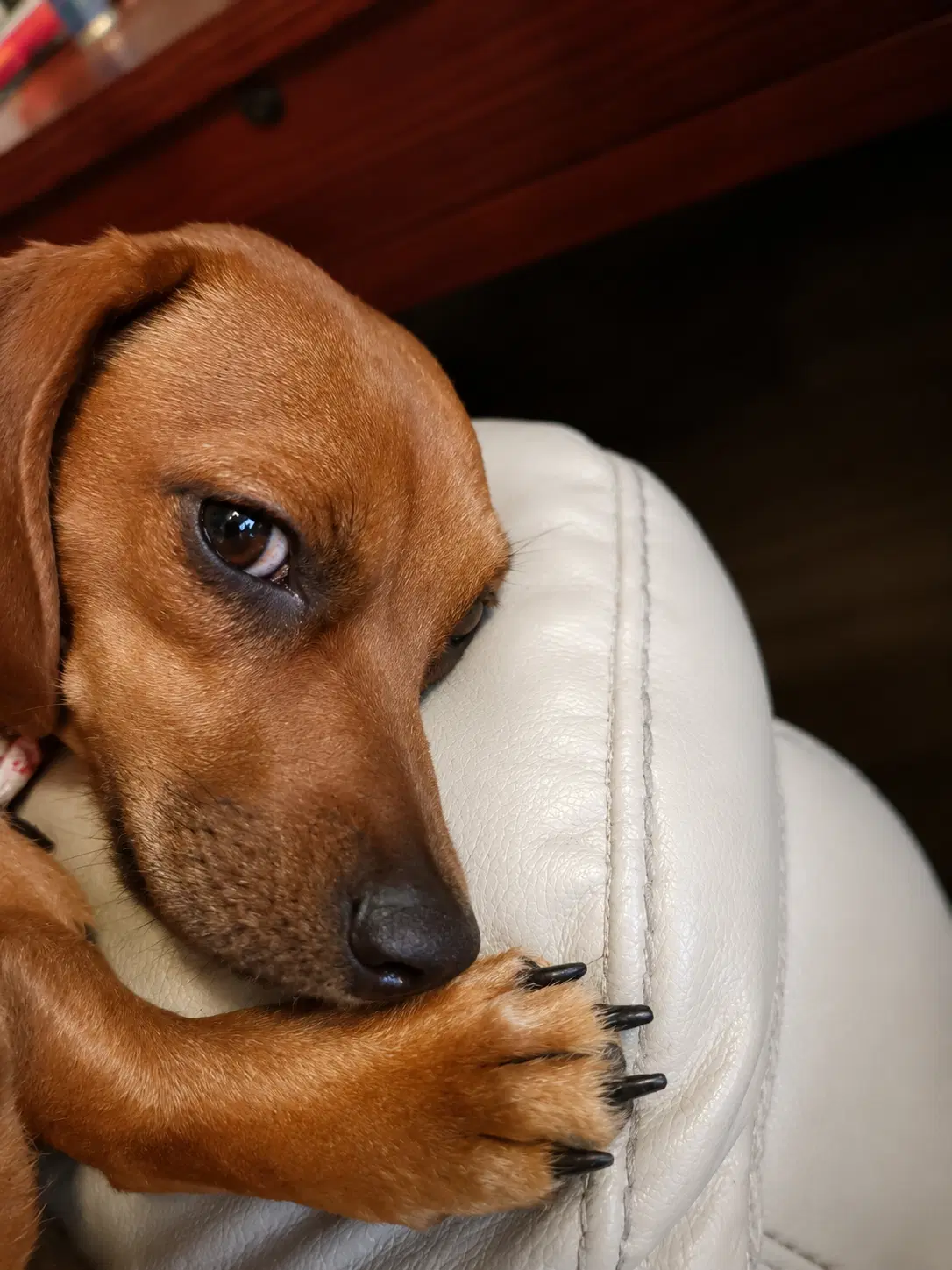 Josie Bonded With Samantha - Dachshund