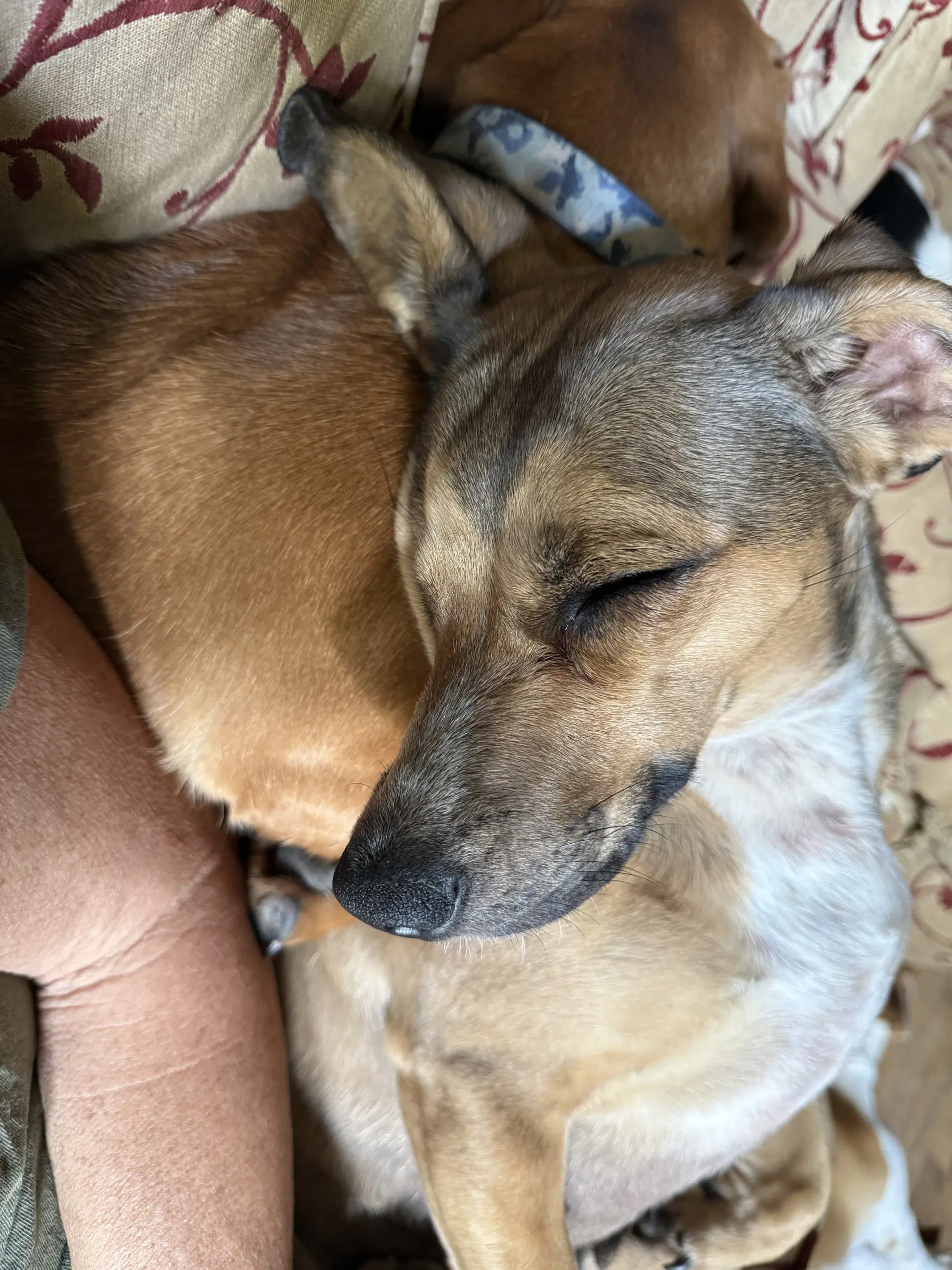 Josie Bonded With Samantha image 3