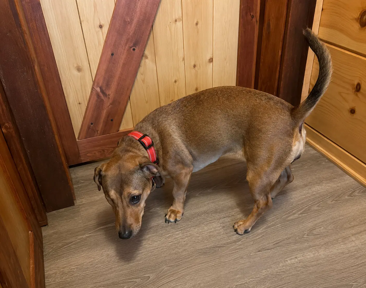 Samantha Bonded With Josie - Dachshund