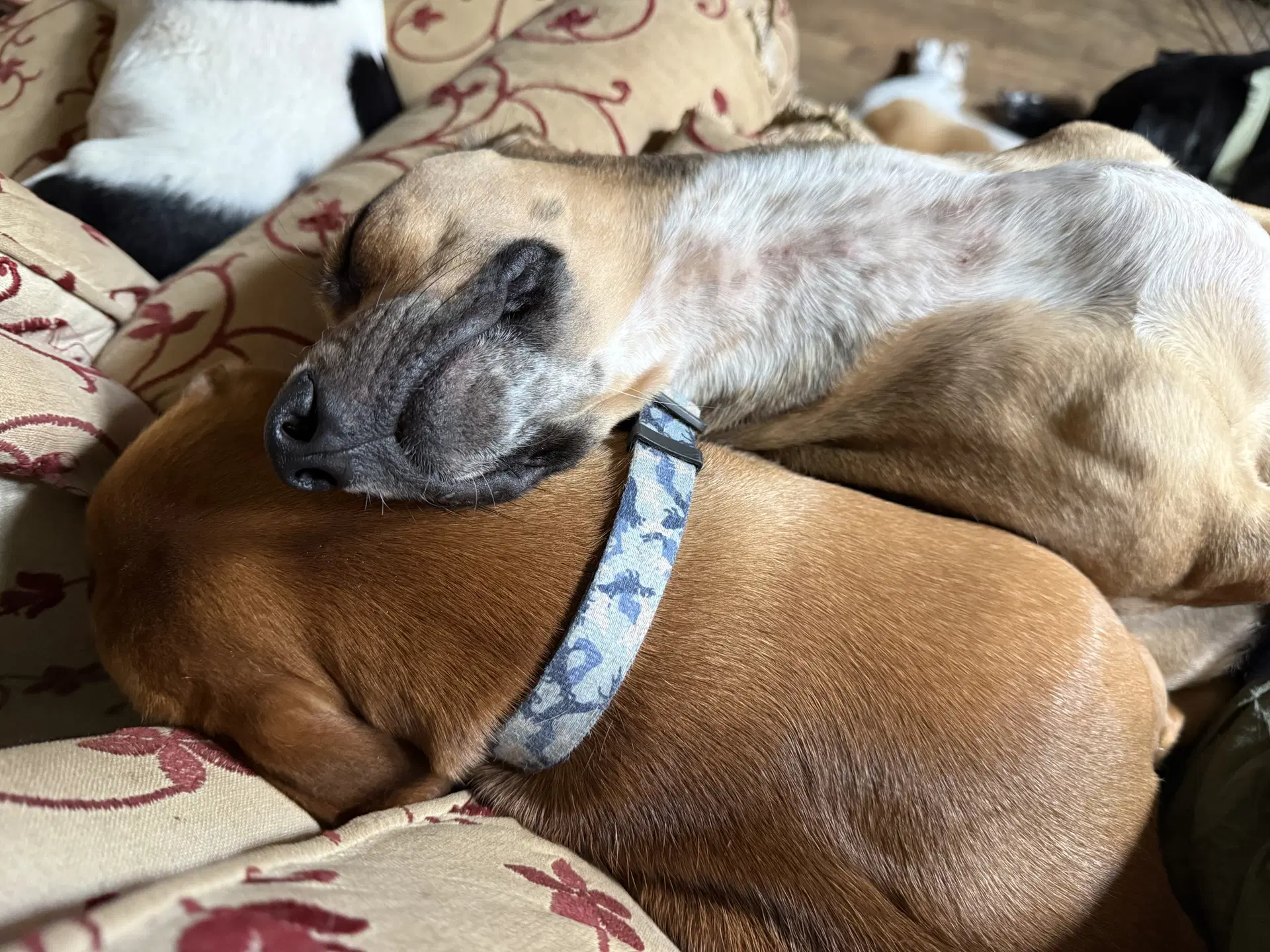 Samantha Bonded With Josie image 4