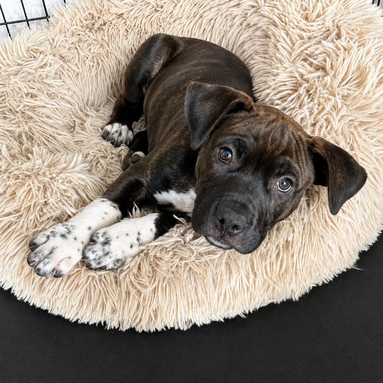 Snuffleupagus Snuffy - Pit Bull Terrier