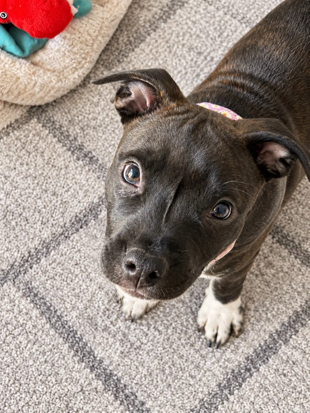 Abby Cadabby - Pit Bull Terrier