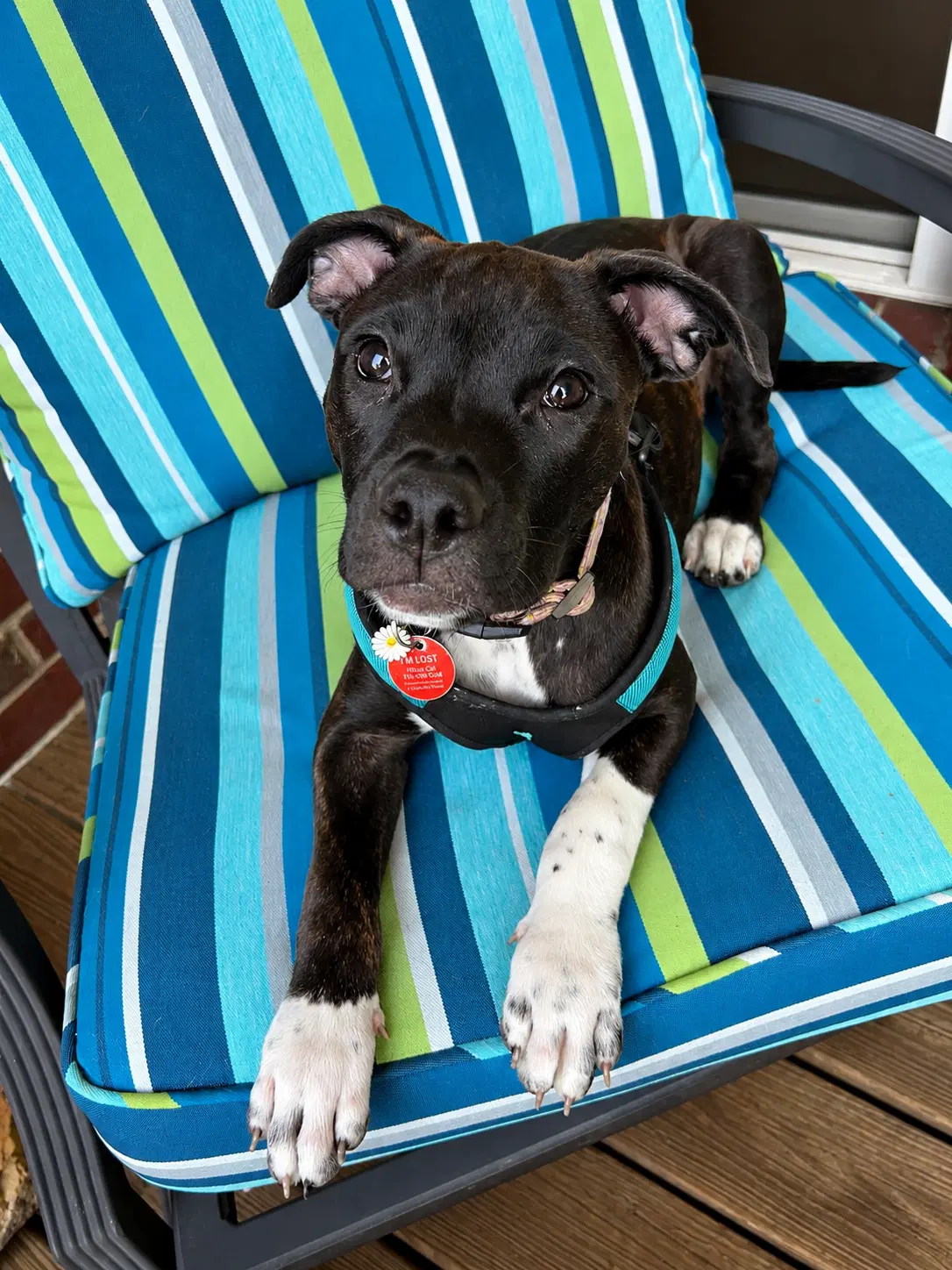 Abby Cadabby - Pit Bull Terrier