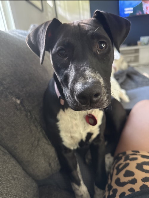 Piper