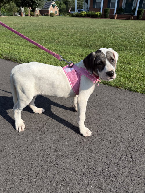 Cricket (f), an adoptable Pit Bull Terrier in Nashville, TN