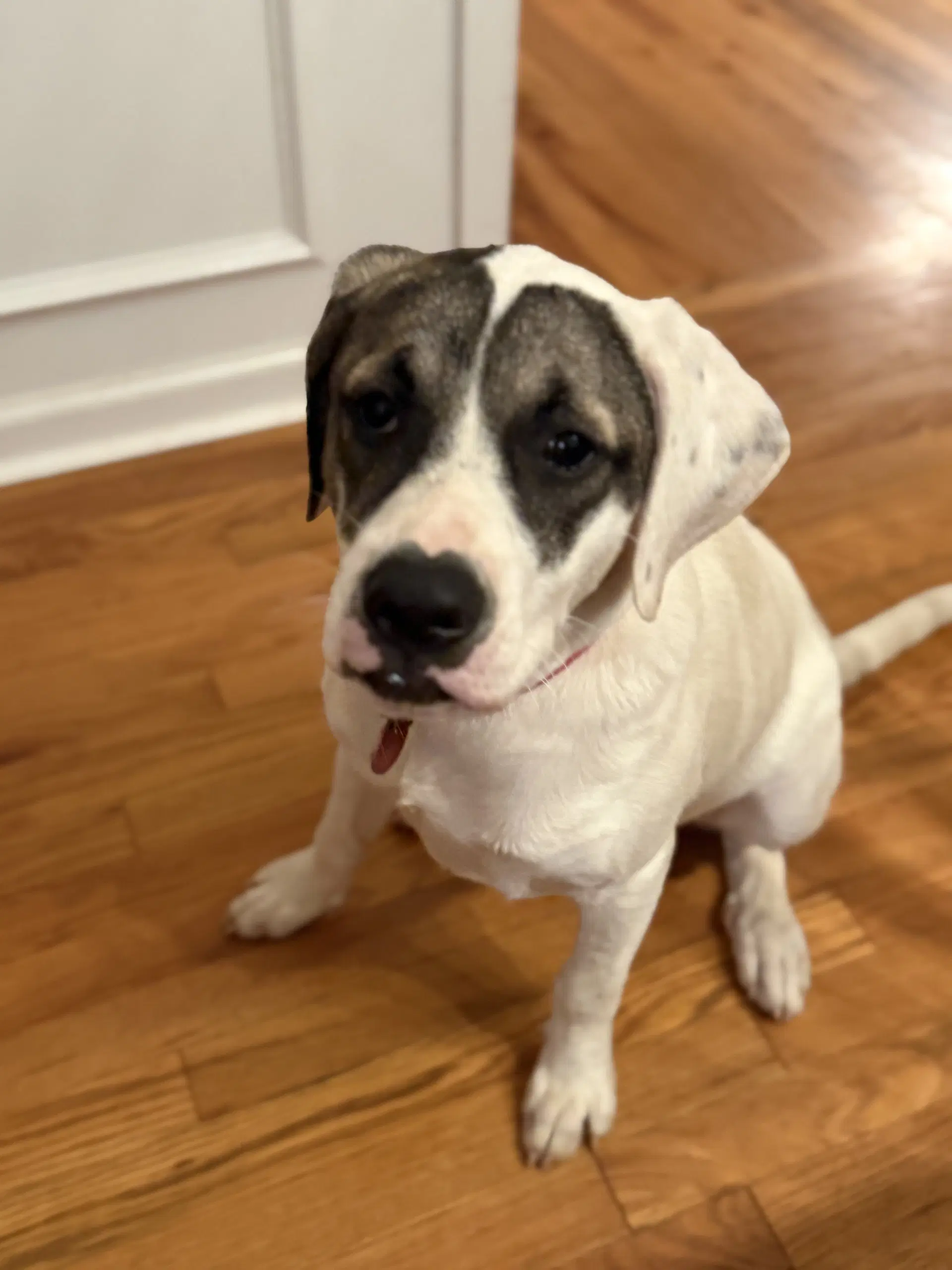 Cricket F - Labrador Retriever