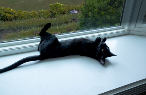 Lyric, a cat for adoption from Proverbs 12:10 Animal Rescue