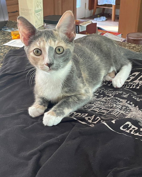 Melody, a cat for adoption from Proverbs 12:10 Animal Rescue