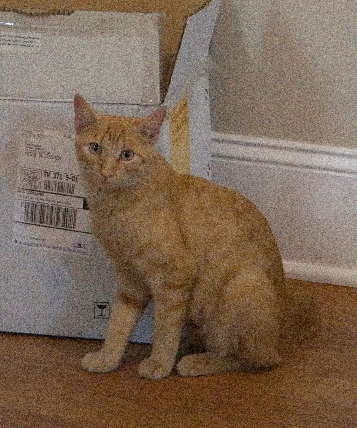 Rhonda - Domestic Short Hair