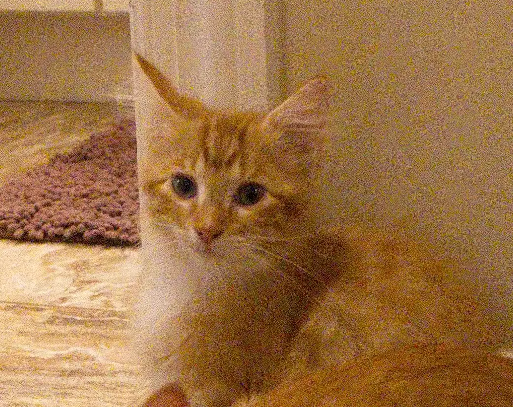 Prince - Domestic Long Hair
