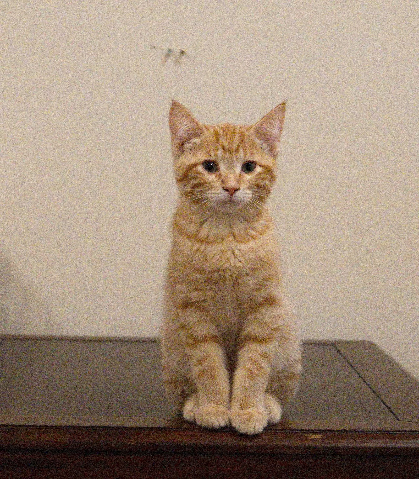 Thomas, photo 3