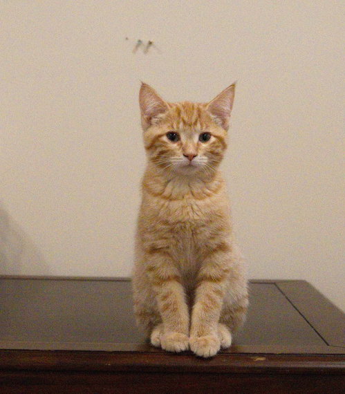 Photo 3 of Thomas