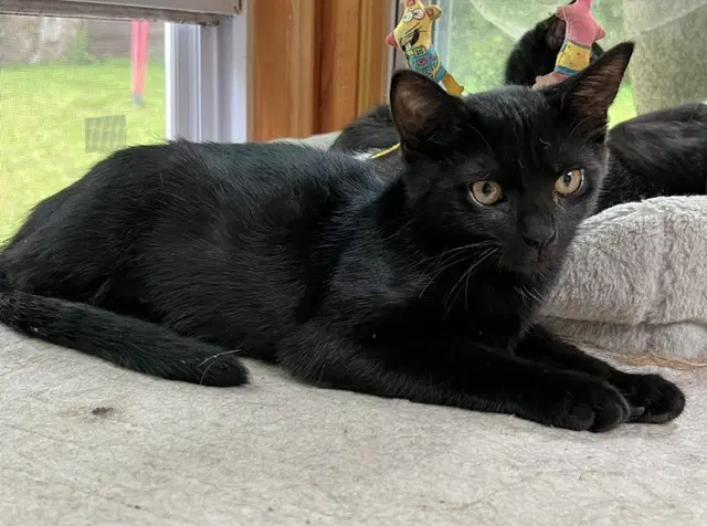 Miracle - Domestic Short Hair