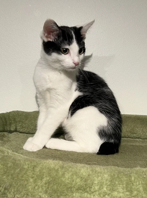 Bobbi