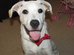 Cooper