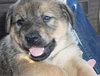 Sheba