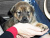 Sheba
