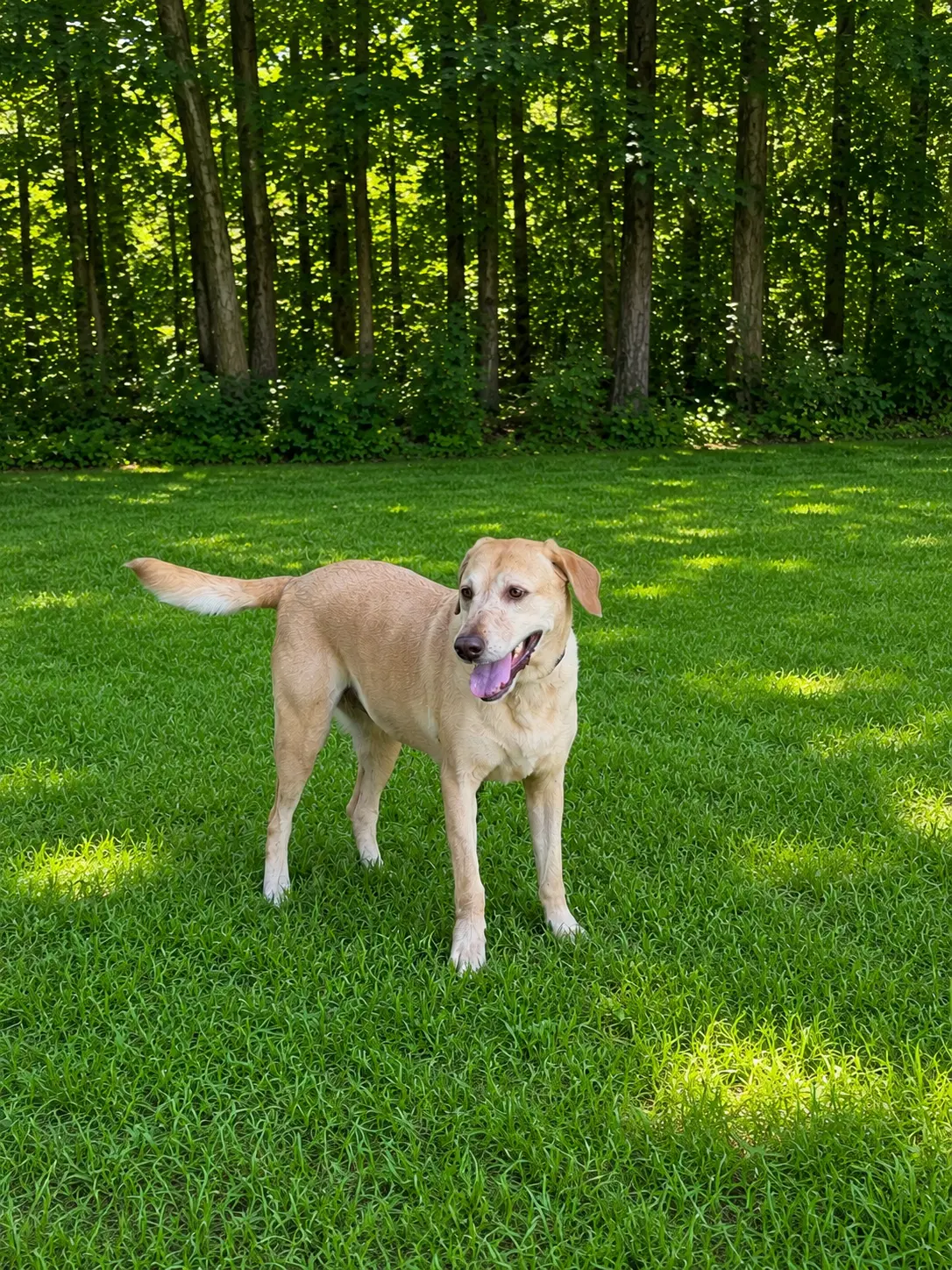 Cathy Faith - Labrador Retriever