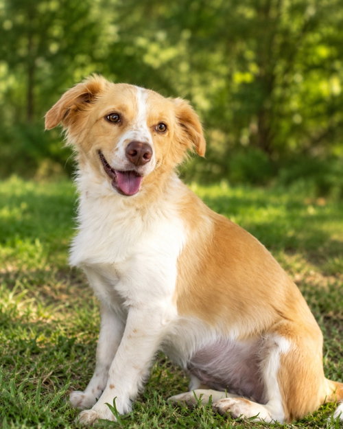 Annie Faith, an adoptable Australian Shepherd in Nashville, TN