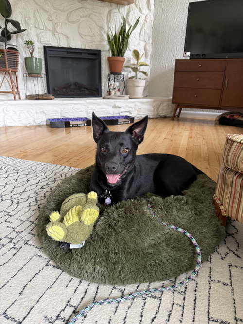 Joe Faith, an adoptable Australian Cattle Dog in Nashville, TN