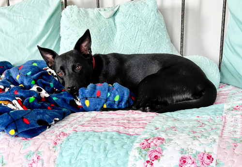 picture of the dog needing adoption